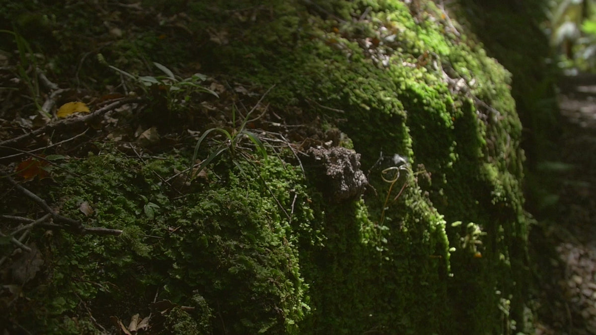 Biodiversità