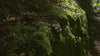 Biodiversità